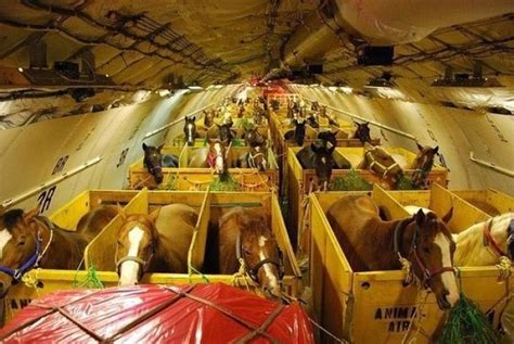 can horses travel by plane.